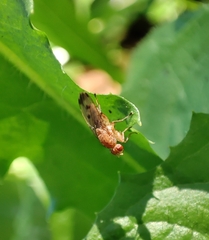 Suillia variegata