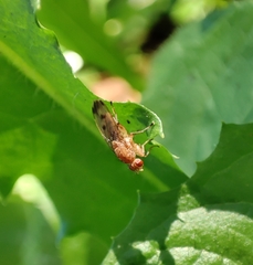 Suillia variegata