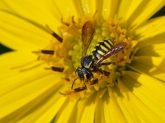 Paranthidium jugatorium