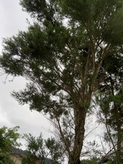 Melaleuca alternifolia