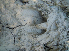 Capreolus capreolus