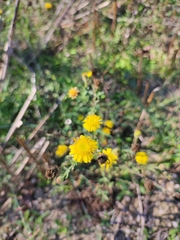 Pulicaria paludosa
