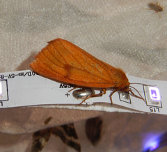Diacrisia sannio