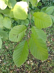 Alnus glutinosa