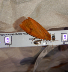 Diacrisia sannio