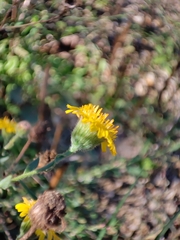 Pulicaria paludosa