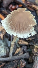 Psathyrella artemisiae