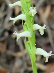 Spiranthes odorata