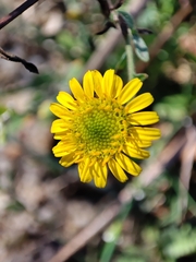 Pulicaria paludosa