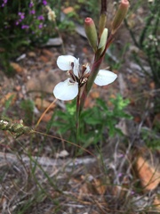 Moraea tricuspidata