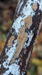 Cylindrobasidium laeve