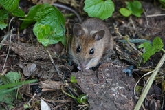 Apodemus sylvaticus