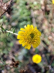 Pulicaria paludosa