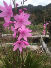 Watsonia borbonica