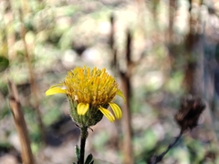 Pulicaria paludosa