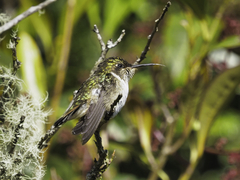 Selasphorus flammula