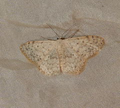 Scopula marginepunctata