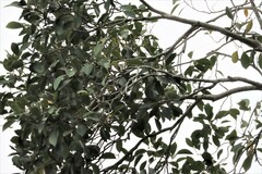 Ficus macrophylla