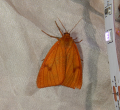 Diacrisia sannio
