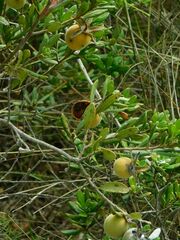 Diospyros dichrophylla