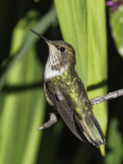 Selasphorus flammula