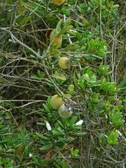 Diospyros dichrophylla