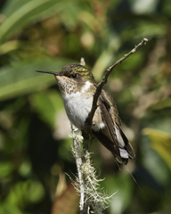 Selasphorus flammula