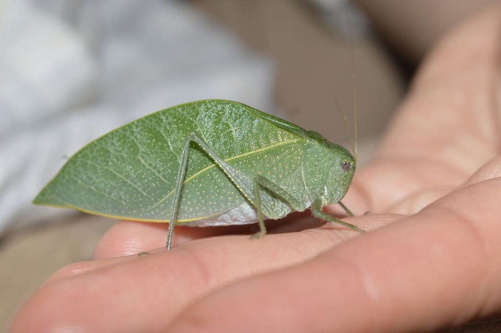 Anapolisia