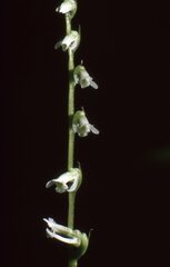 Spiranthes eatonii