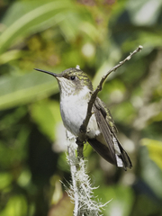 Selasphorus flammula