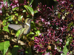 Selasphorus flammula