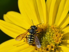 Paranthidium jugatorium