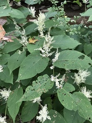 Reynoutria × bohemica