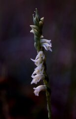 Spiranthes brevilabris