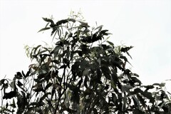 Eucalyptus tereticornis