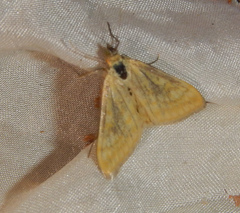 Pyraloidea