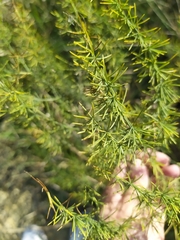 Asparagus verticillatus