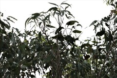 Eucalyptus tereticornis