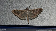 Polythlipta