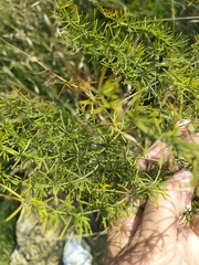 Asparagus verticillatus