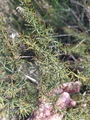 Asparagus verticillatus