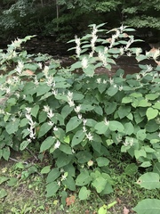 Reynoutria × bohemica