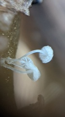 Mycena tenerrima