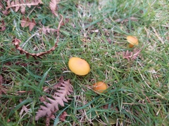 Hygrocybe ceracea