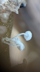 Mycena tenerrima
