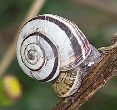 Cernuella virgata