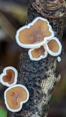 Schizophyllum amplum