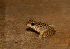 Odorrana jingdongensis