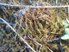 Tortella squarrosa