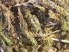 Tortella squarrosa
